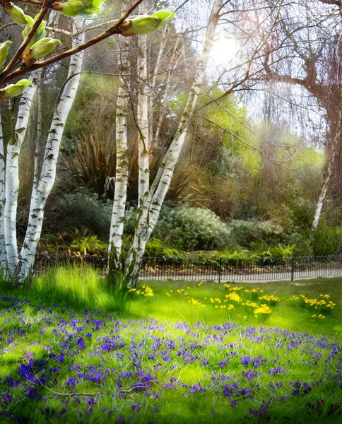 Unduh 85 Koleksi Background Pemandangan Hutan HD Terbaru