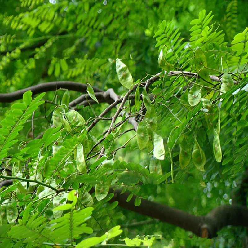 Compare Prices on Rosewood Tree Online Shopping/Buy Low Price Rosewood