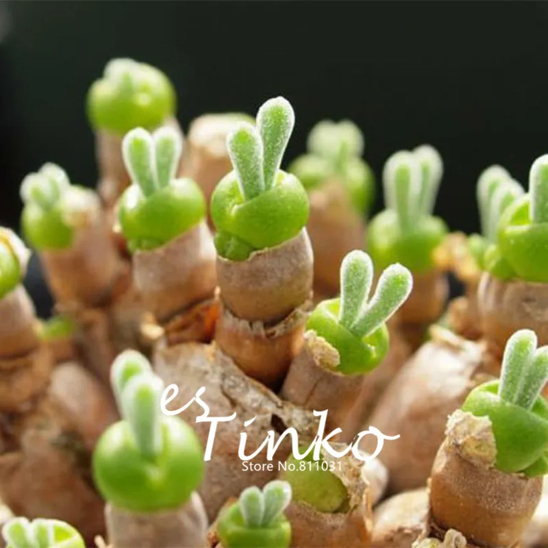 

20pcs Interest Monilaria Moniliforme Aizoaceae Succulent Plants Flower Bonsai Succulent Mini Desktop Flower Plant Home Garden