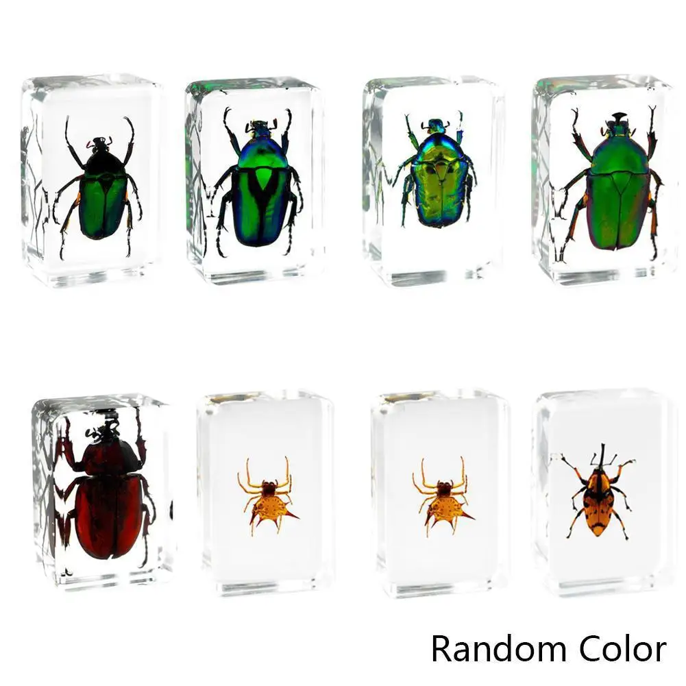 

1PC Chinese In Clear Acrylic Lucite Insect Collection Rose Chafer Beetle Paperweigh Random