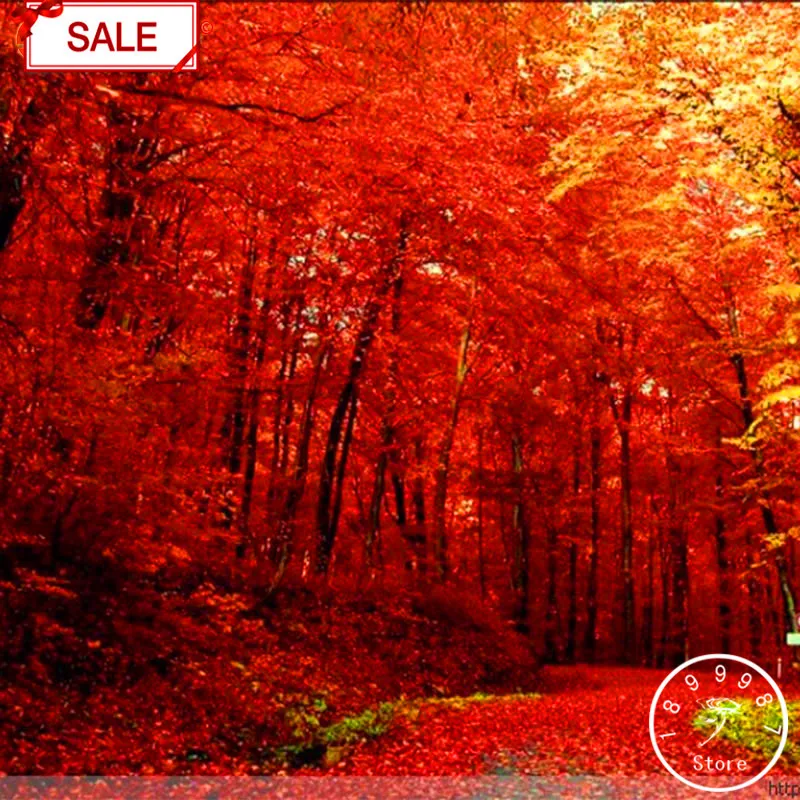 

Big Promotion!100pcs/bag Sumac Tree Bonsai Chinese Sumac Tree Woody Perennial Plant Garden Ornamental Plantas Cheap,#1UI1LV