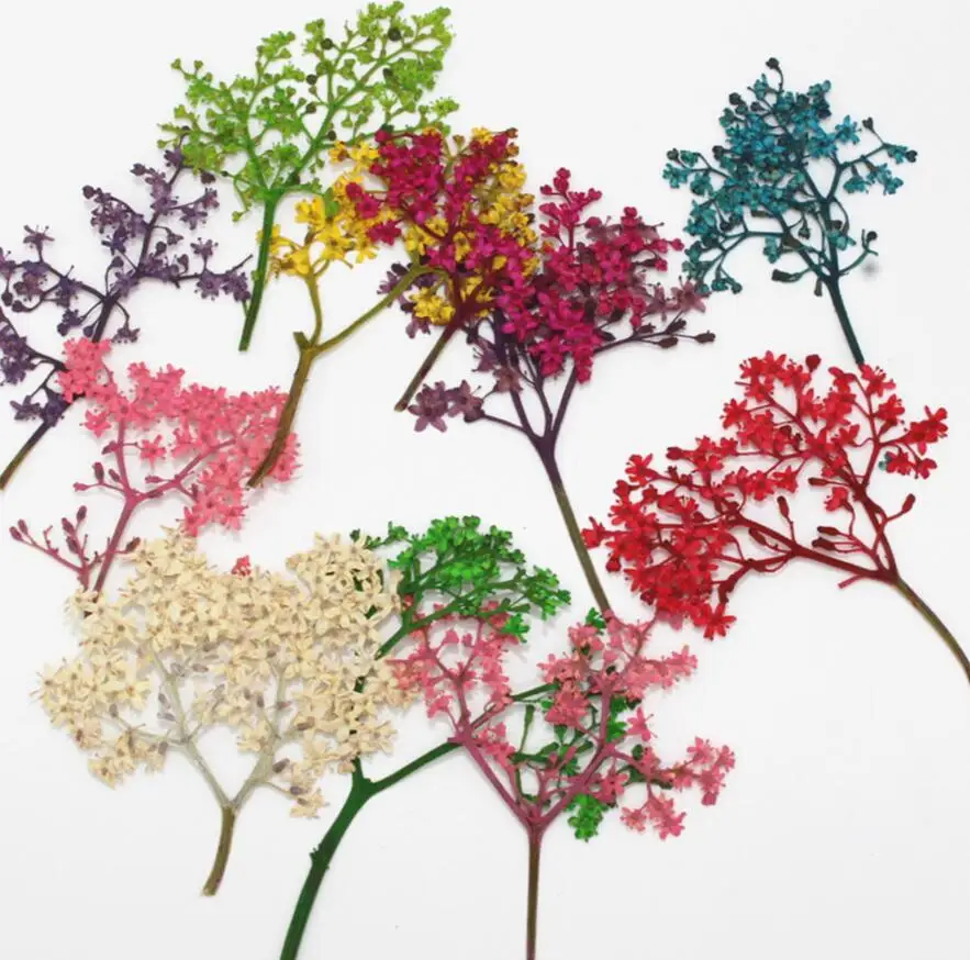 

120pcs Dried Flower Preserved adnate elder herb For Epoxy Resin Jewelry Making Postcard Frame Phone Case Craft DIY