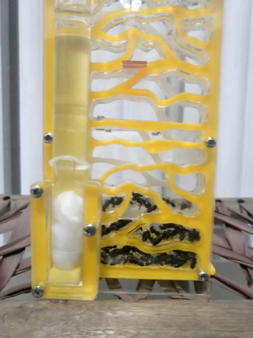 b1-ant-nest (6)