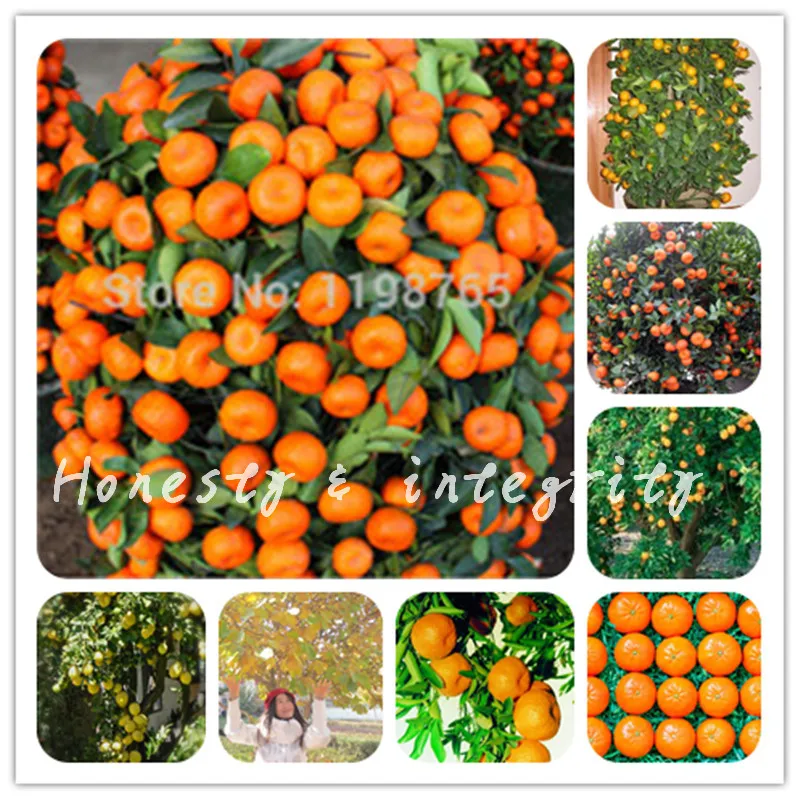 

30 Pcs Orange Bonsai Cold-Hardy Sweet Mandarin Orange Tree (Citrus Reticulata) Chinese Gold Bonsai Succulent Fruit Tree For Home