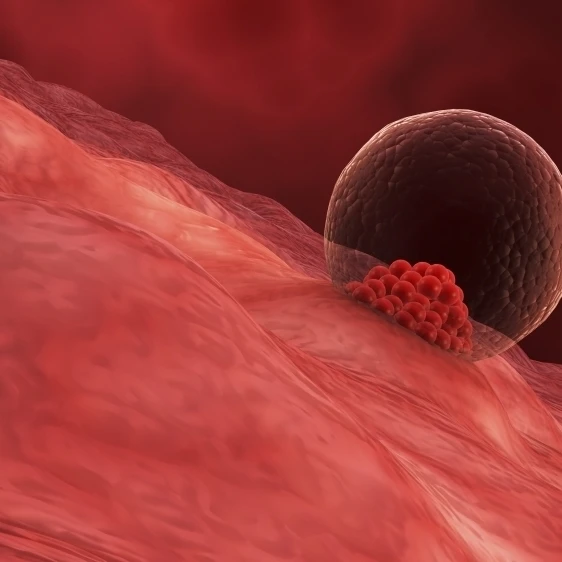 A blastocyst begins implanting in the wall of the uterus Poster Print (19 x 10)