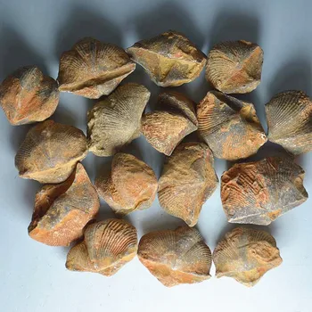 

Shi Yan Bao Mayumi natural fossil stone fossils of animal fossils were shipped Specials
