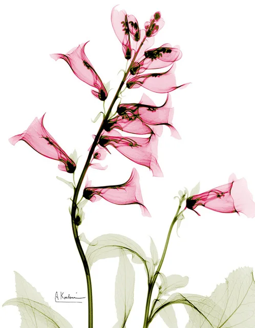 Purple-Flower-Canvas-Painting-Oil-Paint-Pink-Floral-Photo-Home-Decoration-Long-Stem-Leaf-Prints-Office.jpg_640x640