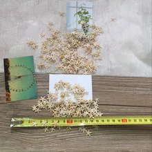 Yj1-2cm 2-3cm mini estrelada decoração artesanal natural estrelas do mar casa de praia conchas quentes para decoração de casamento