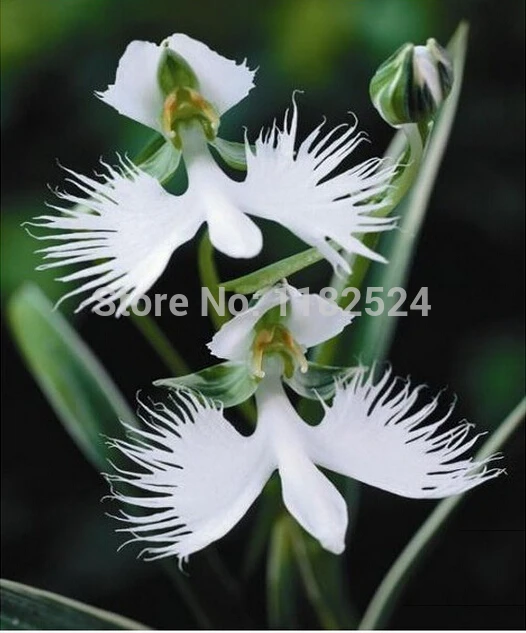 100pcs World's Rare Flower Japanese Radiata Seeds For Garden & Home