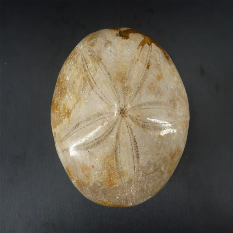 

Natural Starfish fossil crystal specimen T941