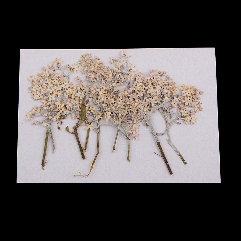 12 Pieces Natural Pressed Real Dried Flower for Soap Candle Making Decor Resin Casting DIY Ornament Craft