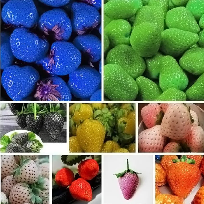 Buy 100 piece mix colour strawberry seeds Rare
