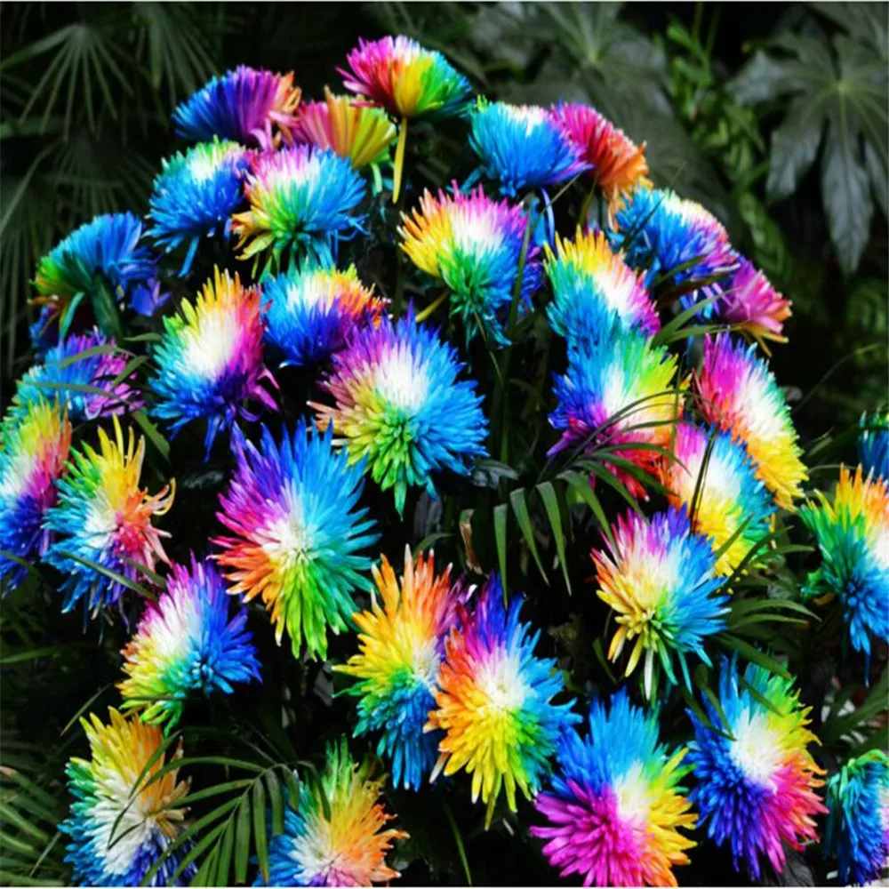 Free Shipping 20 Rainbow Chrysanthemum Flower Seeds rare color new