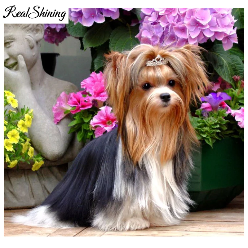 cute yorkshire terrier