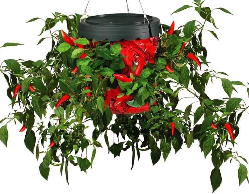 Topsy Turvy Hot Pepper Planter (Discontinued by Ma...
