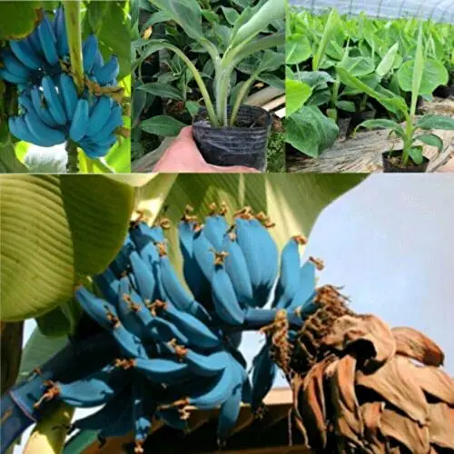 

50 Pcs Banana Blue Banana Tree Bonsai Delicious Rare Fruit Musa Blue Java Garden Lawn Gardening Decoration Plant