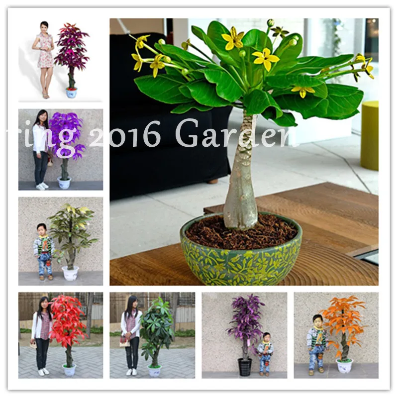 

1pcs Pachira Macrocarpa 100% True Bonsai Tree Pachira Money Tree for Home Garden Plant For Mini Garden And Office