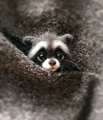 Raccoon Шерсть Войлок тыкается ручной работы DIY Материал посылка Войлок животное Кот лисы енот животные Броши наборы лиса - Цвет: Raccoon