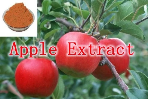 

1 Pack High Quality Apple Extract with specification 70% Polyphenol 500mg x 100caps free shipping