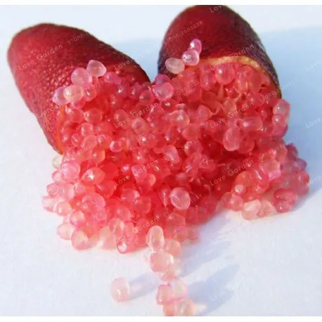 

20 PCS Rare Finger Lime Citrus Fruit Bonsai Organic Pomegranate Bonsai Fruit Bonsai Balcony Dwarf Trees For Home Garden plant