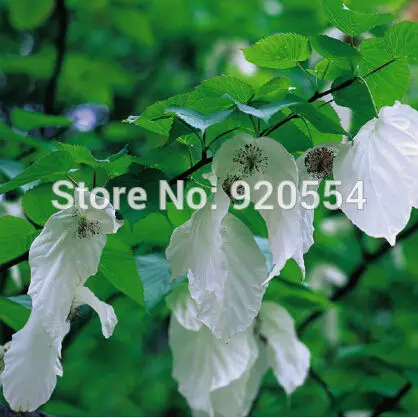 TỨ TUYỆT HOA - Page 30 Hot-5pcs-lot-Davidia-involucrata-Handkerchief-Tree-Dove-Tree-seed-beautiful-flower-bonsai-plant-DIY-home