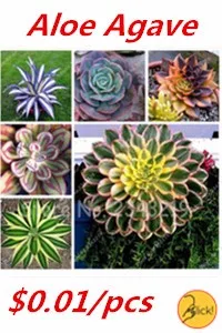  Aloe Agave