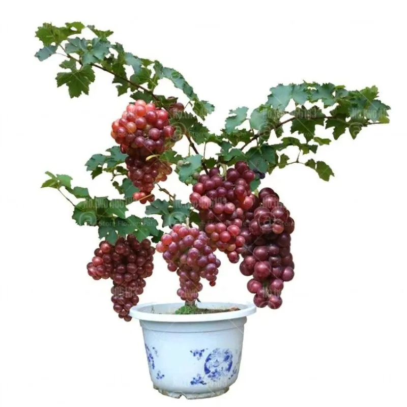 

50pcs Bonsai grape fruit tree plants perennial indoor fruit potted plants delicious Vitis vinifera for home garden bonsai plants