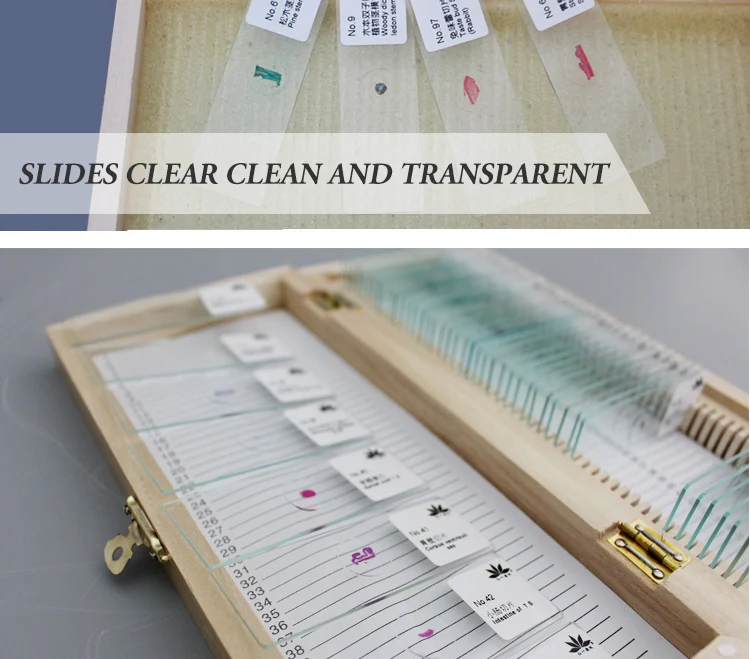 cells Microscope slides (10)