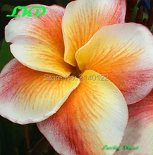 7 to15inch Rooted Plumeria Plant Thailand Rare Real Frangipani Plants no320-sherbettown