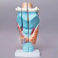 Human Larynx Anatomical Medical Model Anatomy Skeleton Throat 3X Life Size