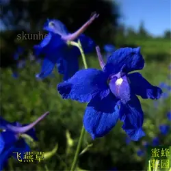 Feiyan растение бонсай голуби цветы Feiyan bonsais тысячи птиц трава лакрица 100 шт. (fei yan cao)