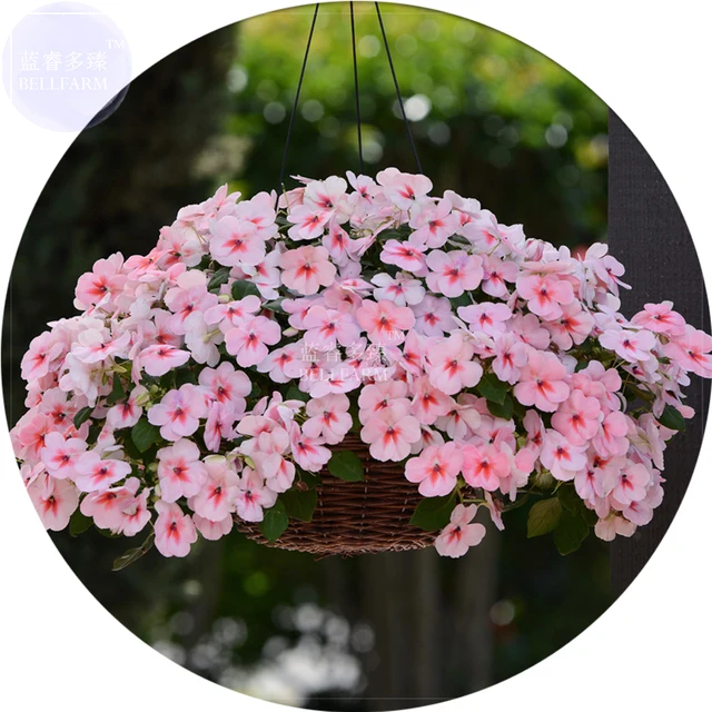 bellfarm bonsai african impatiens walleriana hanging flowers pink