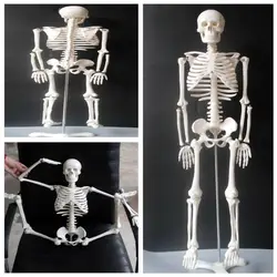 85 см телосложения мини анатомический скелет модель человека стенд плакат медицинских узнать помощи анатомия