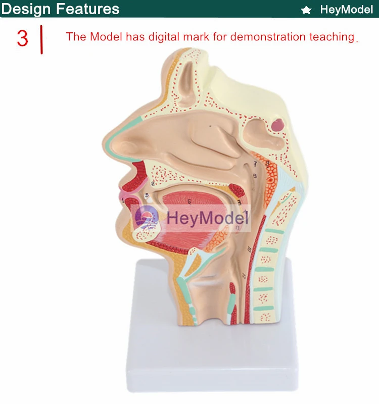 Heymodel носовой полости рта резки