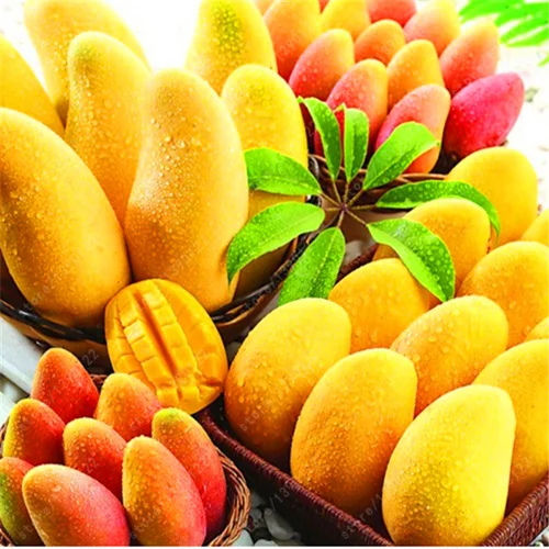 100% true Mango plants Very Delicious Fruit Very Easy Grow For Home Garden plant Free Shipping 1 pcs/bag