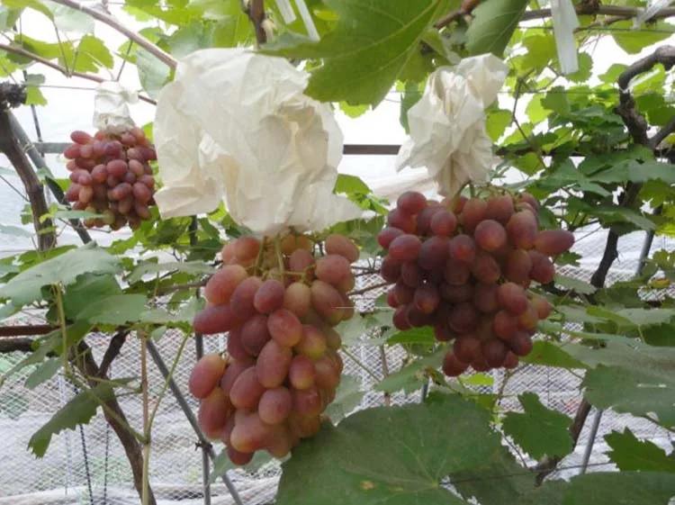 100 шт защита винограда мешок для выращивания анти-птица насекомое сетчатый мешок овощи фрукты защиты мешок для разведения предотвращает фруктовое дерево