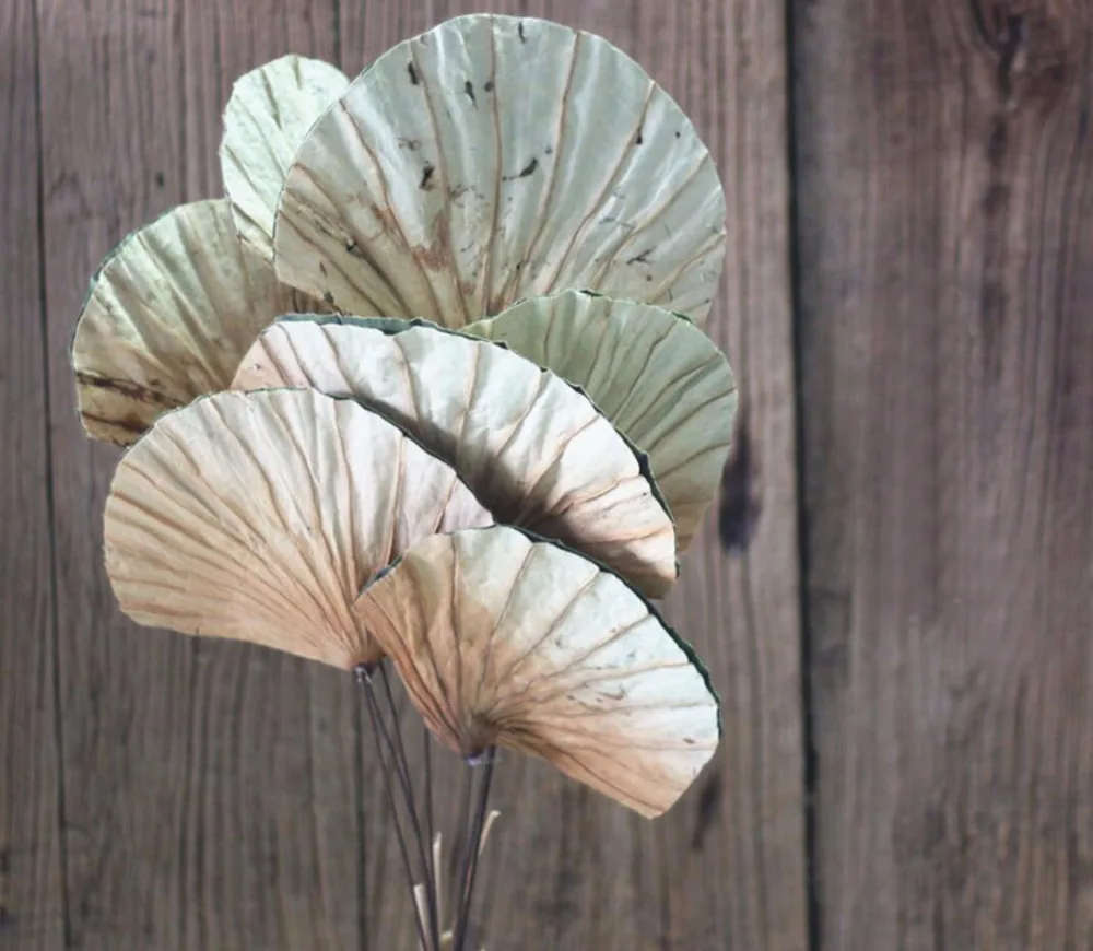 

5pcs Fan-shaped Lotus Leaves Dried Flower For Wedding Party Home Hotel Decoration DIY Bouquet Project Accessory