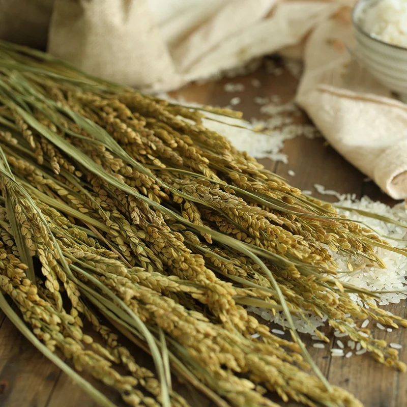 

15 pcs/lot Dry Rice Straw Stem Rice Harvest Decorative Dried Flowers for Simulated Grains Natural Scenery Photography Background