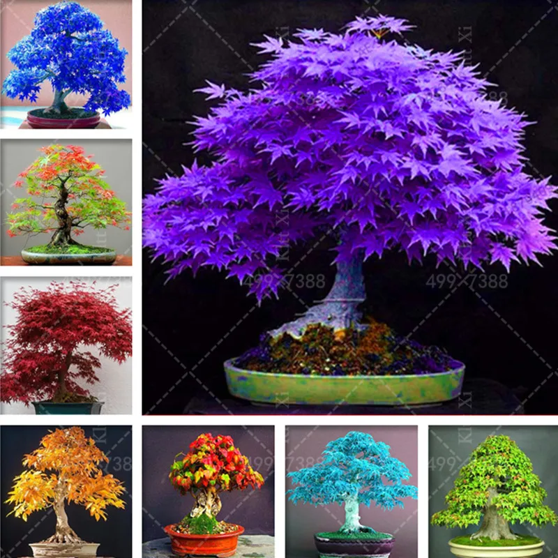 

50 pcs/bag Japanese bonsai maple tree mini bonsai tree for indoor plant can put on office desk decoration life home garden