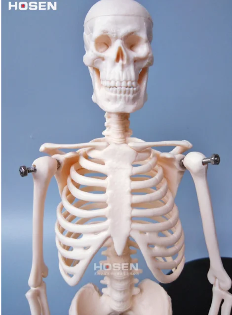 45 см человека мини анатомическая Анатомия медицинская модель скелета Розничная плакат медицинская помощь обучения Анатомия скелет человека модель