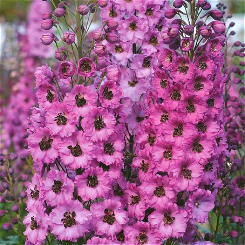 Цветок карликовые деревья 100 шт. Delphinium Mix гигантский Дельфиниум Cultorum горшках сад открытый декоративные Planta Sement для домашний декор