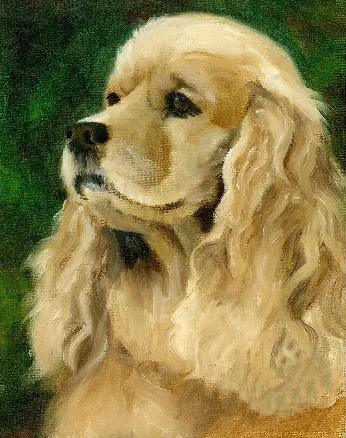 British cocker spaniel 4