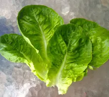 50 pcsseeds Ромейн Lil Gem Фамильные семян редких миниатюрные различные сладкий вкус четкие текстуры