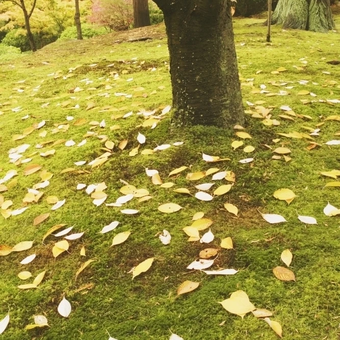 Autumn Leaves Poster Print (12 x 19)