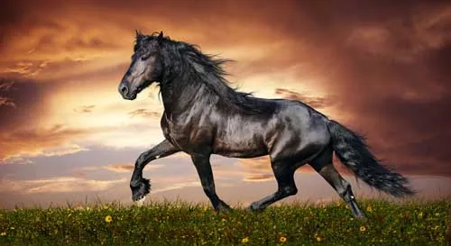 O-Galloping-9(110X60CM)