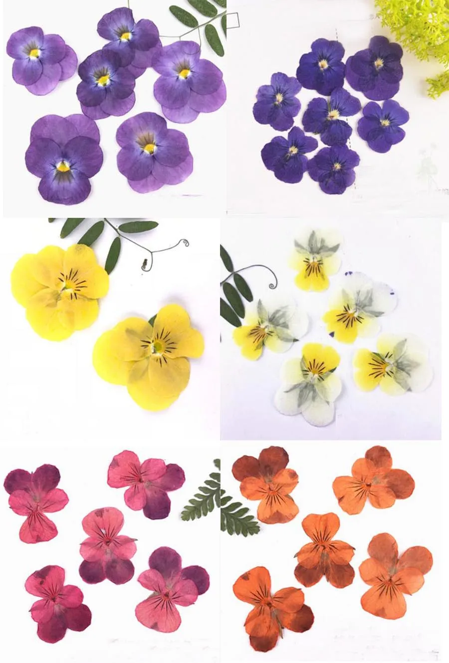 

60pcs Pressed Dried 2-3cm Viola tricolor L. Flower Plant Herbarium For Jewelry Postcard Bookmark Phone Case Invitation Card DIY