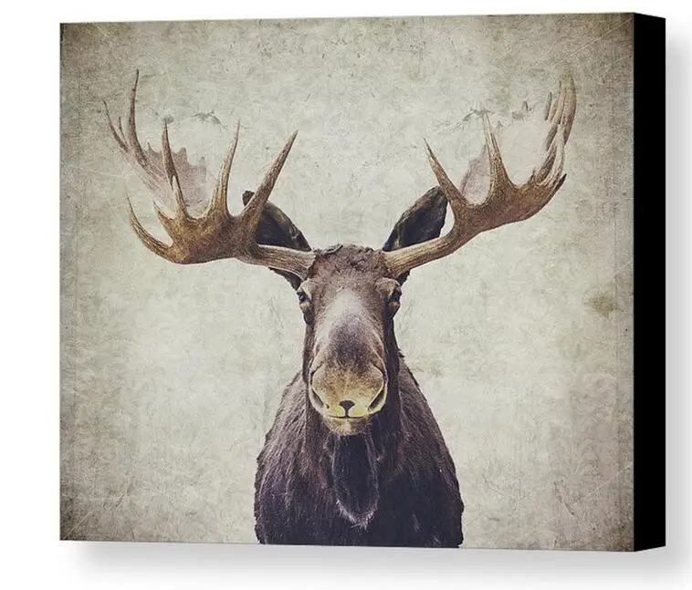 animal Moose