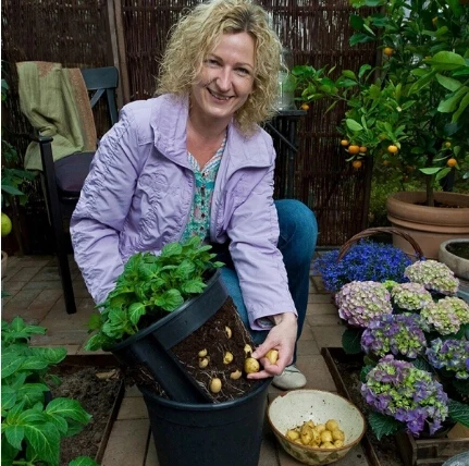 кашпо для картофеля. посадка картофеля в контейнеры. вертикальные грядки для картошки. посадить картошку дома. картофель в горшке.