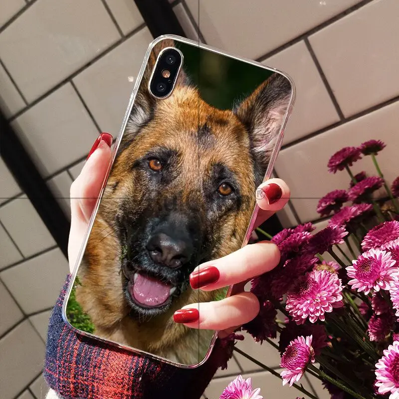 german shepherd dog