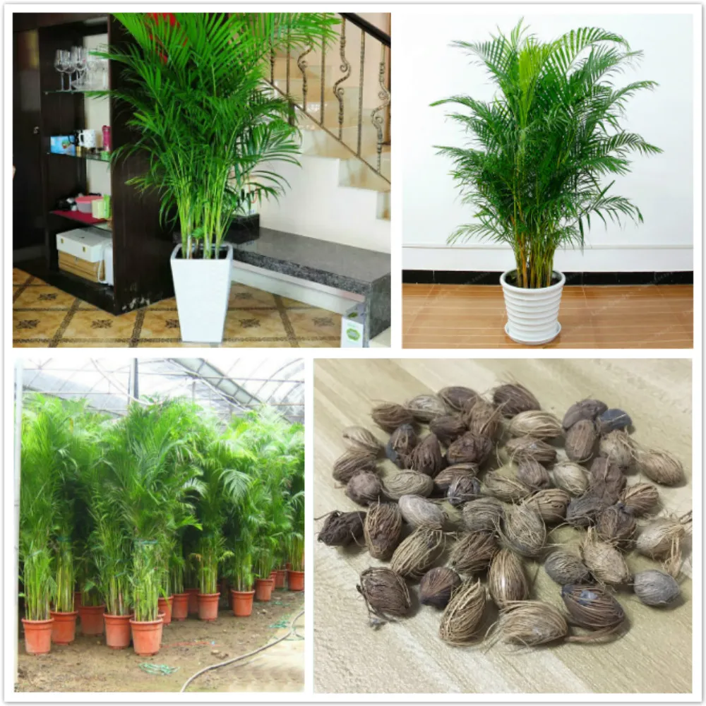 5 Pcs Chrysalidocarpus Lutescens Areca Plants Bonsai Home Decor Palm Houseplant Indoor Plants Butterfly Palm Bonsai Air Plants 5 Pcs Chrysalidocarpus Lutescens Areca Plants Bonsai Home Decor Palm Houseplant Indoor Plants Butterfly Palm Bonsai Air Plants